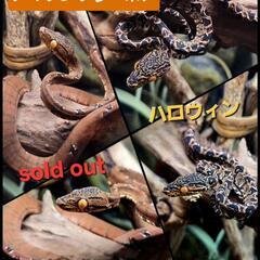 値下げ！アマゾンツリーボア(ハロウィン)入荷🐍