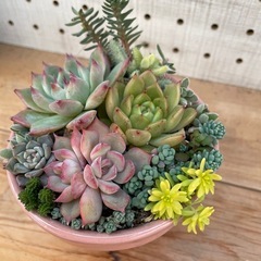 多肉植物　寄せ植え　ピンクの小鉢

