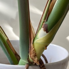 モンステラの画像