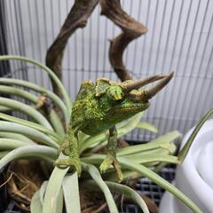 ジャクソンカメレオン♂️♀️ペア - ペット