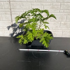 ☆ローズゼラニウム　蚊取草☆
