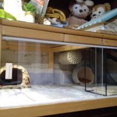 小動物 ハリネズミケージ ハウス 飼育セット