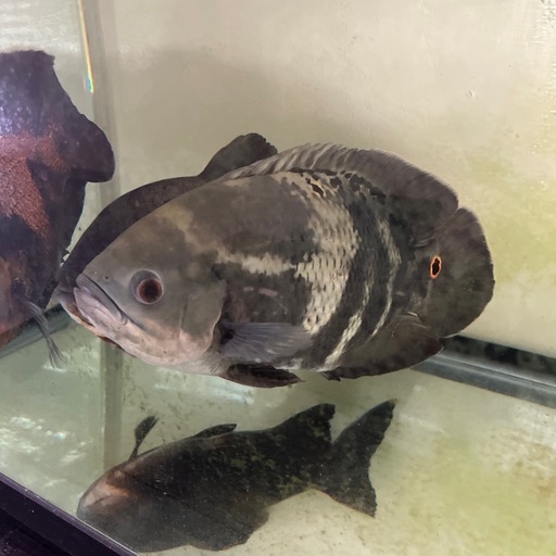 水槽、魚