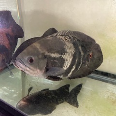 水槽、魚