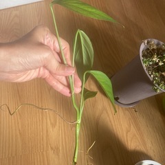 ヒメモンステラ変異種　希少