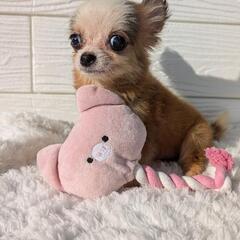 🥰ティーカップサイズチワワックス君💕💕💕