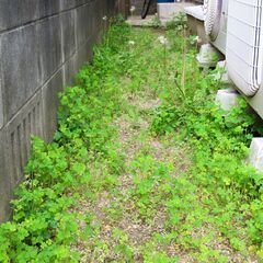 手作業での草むしり！【安い！早い！笑顔！】【返信迅速対応！】【面...