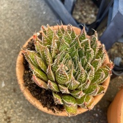 アロエ アリスタータ