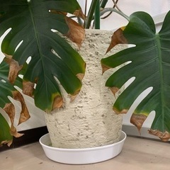 取引中　観葉植物　モンステラの画像
