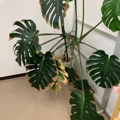 取引中　観葉植物　モンステラの画像