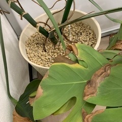 取引中　観葉植物　モンステラの画像