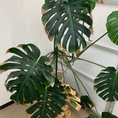 取引中　観葉植物　モンステラの画像