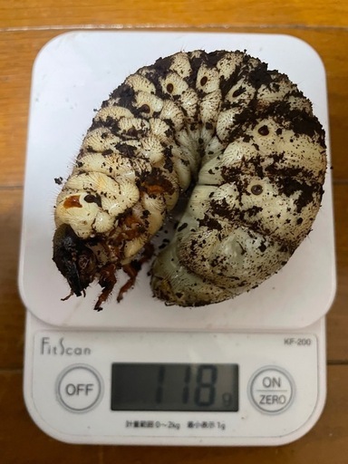 【キンカちゃん様取引中】アクティオンゾウカブト3令幼虫(レックスゾウカブト)  送料別　遠方取引可能