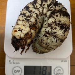 レックスゾウカブト(旧アクティオンゾウカブト) 初、ニ齢幼虫 6