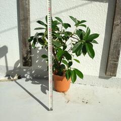 ガジュマルの画像
