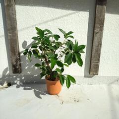 ガジュマル