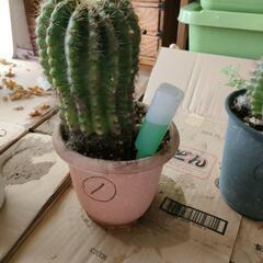 サボテン
