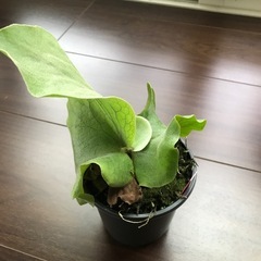 観葉植物   ビカクシダ エレファントティス 
