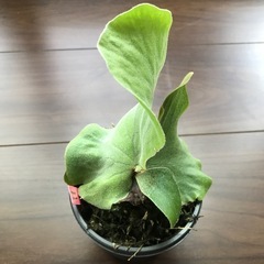 観葉植物   ビカクシダ エレファントティス の画像