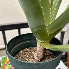 アロエ　キダチ　子株①根本斜めの画像