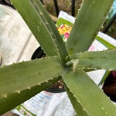 アロエ　キダチ　子株①根本斜めの画像