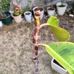 フィカス エラスティカ ジンの画像