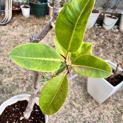 フィカス エラスティカ ジンの画像