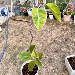 フィカス エラスティカ ジン