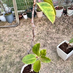 フィカス エラスティカ ジンの画像