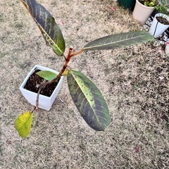 フィカス ベルベット