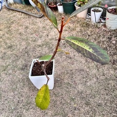 フィカス ベルベットの画像