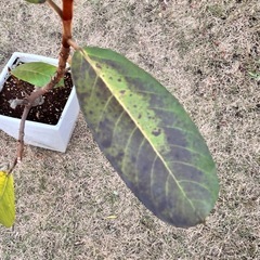 フィカス ベルベットの画像