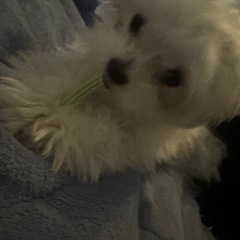 彼氏が犬アレルギー