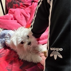 彼氏が犬アレルギー - 犬