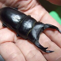 三重県産オオクワガタ F1 ♂72.3ミリ ♀45.9ミリ ペアの画像