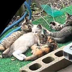 母猫と母猫が連れてきた4匹の子猫たち