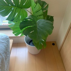 ikea モンステラ鉢植え付