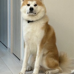 秋田犬