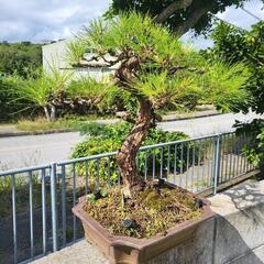 琉球松盆栽の画像