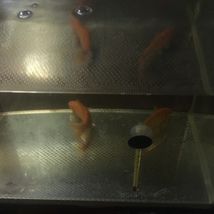 金魚