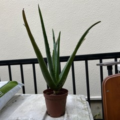 キダチアロエ　②