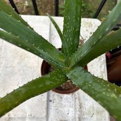 キダチアロエ　②の画像