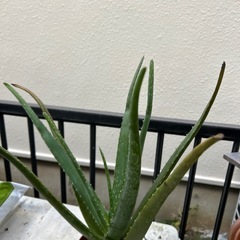 キダチアロエ　②の画像
