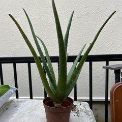 キダチアロエ　②の画像