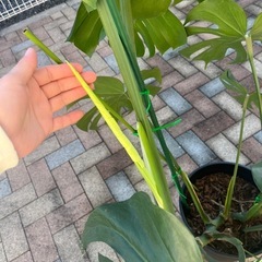 特大　モンステラの画像