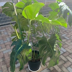 特大　モンステラの画像