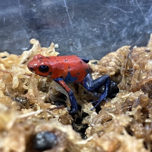 カエル各種