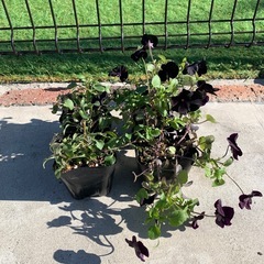 ビオラ　ブラックの花苗　4株セット