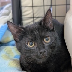 【トライアル予定の為、募集を一旦停止します】 - 猫