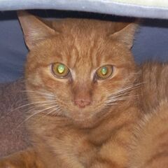 可愛い仔猫を幸せに。里親募集中です。